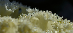 地上の珊瑚１