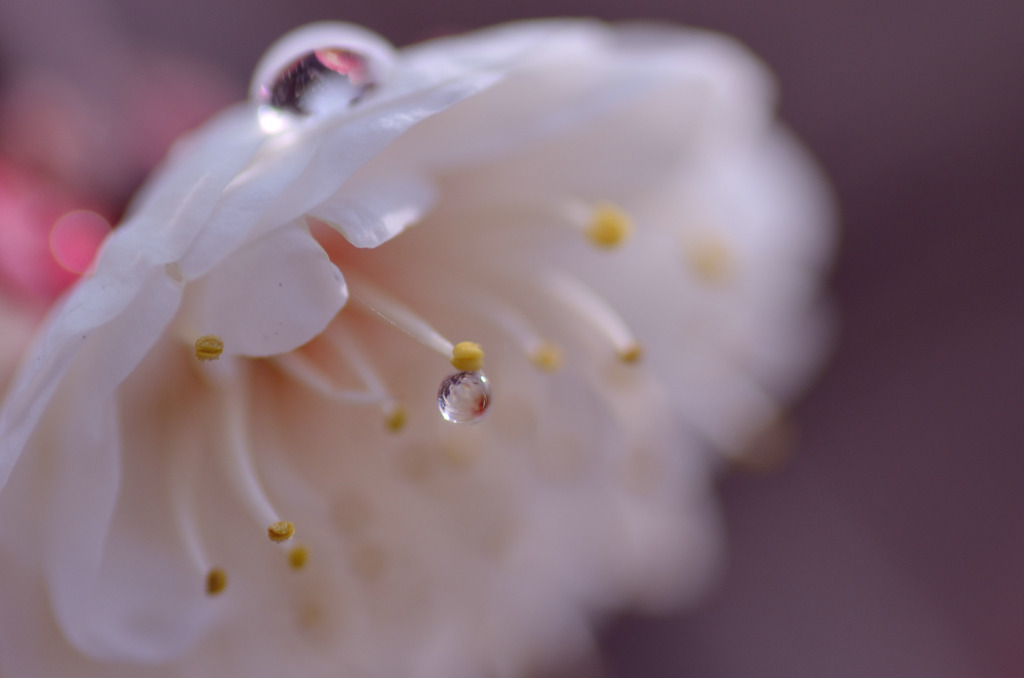 梅と雫　１