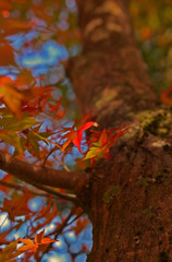 紅葉　進行形