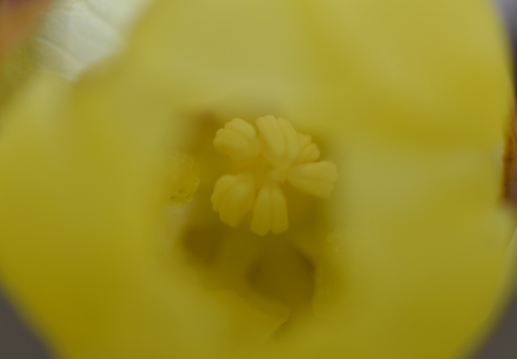 ひ　蜜　の世界へようこそ