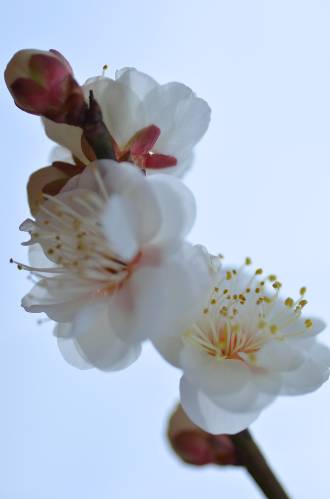 白梅三様　２　投稿３００枚記念