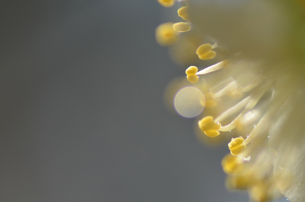 little sun