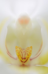胡蝶蘭　１　ワレワレハ。。。