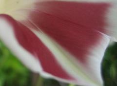 tomcatさんに刺激を受けて