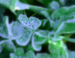 Frozen Heart
