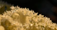 地上の珊瑚２