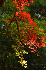 紅葉がライバル