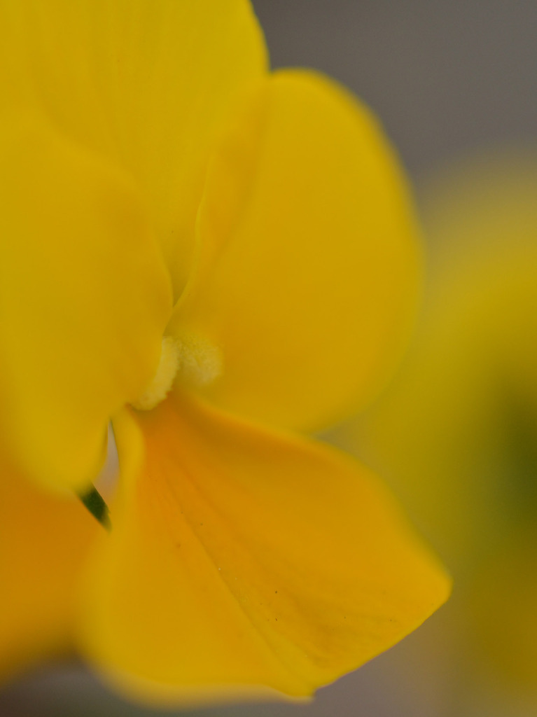 きいろいじいさん