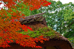 広島市縮景園