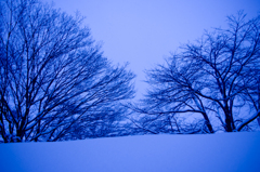 雪原の枯木