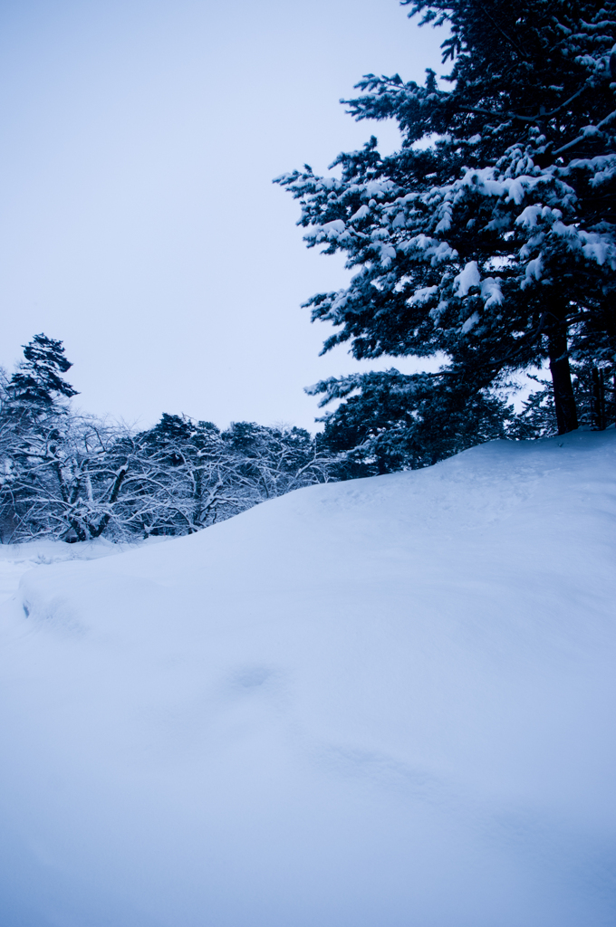 雪原