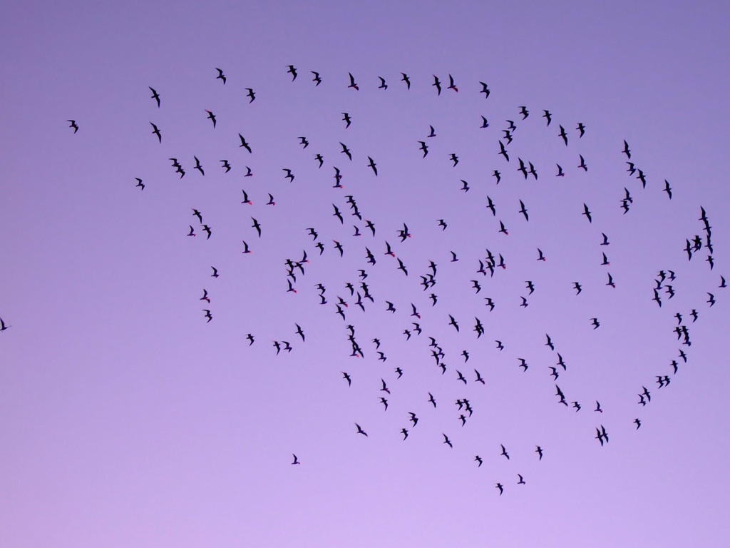 Birds Wave