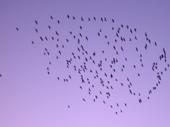 Birds Wave