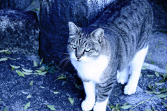 連れ猫