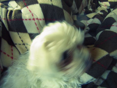 振り向くイヌ