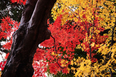 Hi-Contrast Red