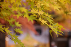 光明寺門前