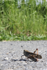 眼前に広がる道