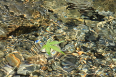 夏の清流に浮かぶモミジ