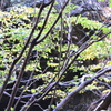 川の奥の木立