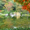 日本庭園の池にて