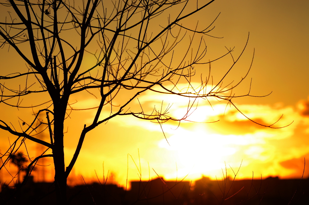 夕日