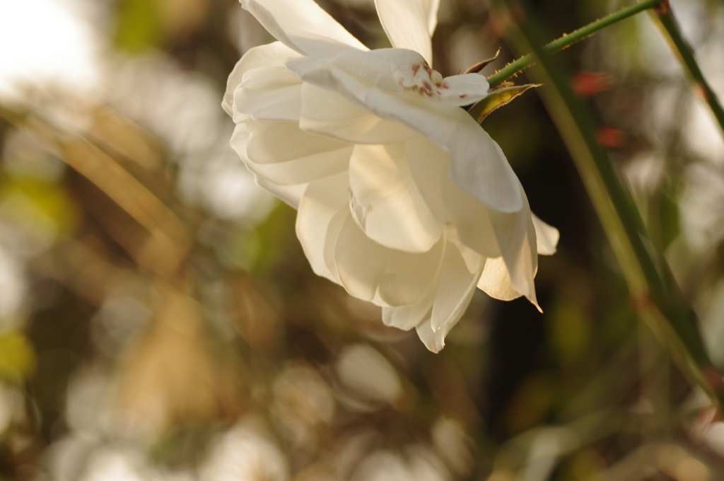 白薔薇