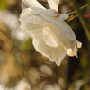 白薔薇