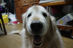 Golden smile