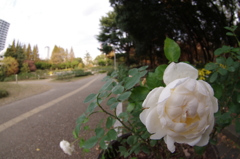 白薔薇２