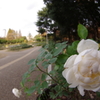 白薔薇２
