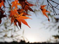 冬紅葉