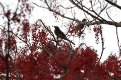 鳥