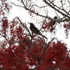 鳥
