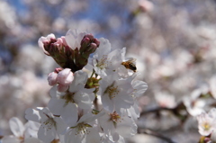 桜の時