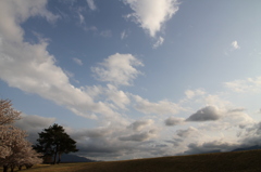 花と空