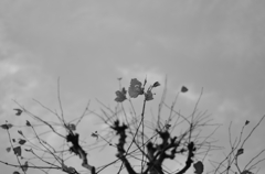 寒空　落ちそうな葉