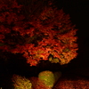 もみじの夜