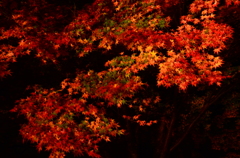 もみじの夜