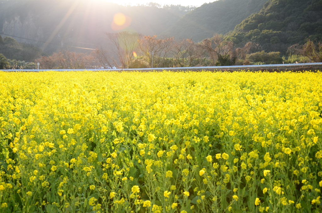 春の陽と菜の花