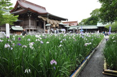 菖蒲まつりIn宮地嶽神社