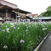 菖蒲まつりIn宮地嶽神社