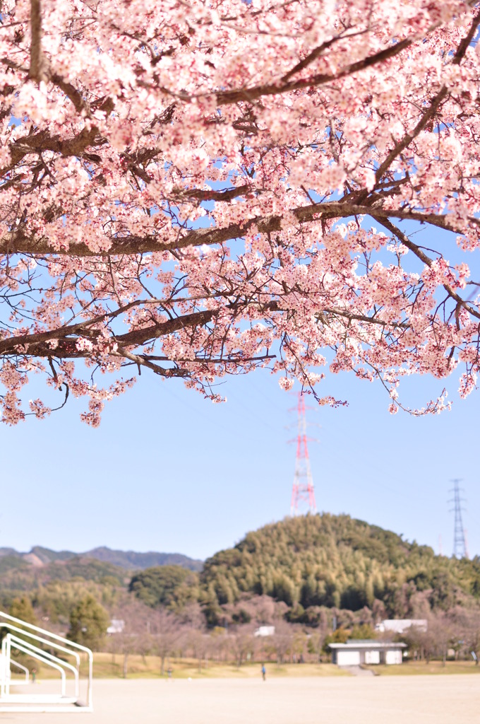 Under the Cherry Blossoms