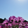 大島コスモス