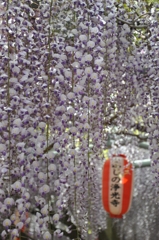 ふじ寺