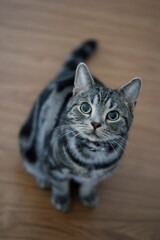 見つめる