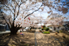 桜