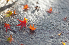 雨上がり　紅葉 ９