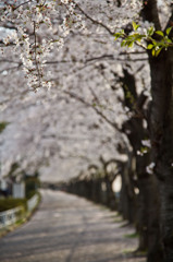 桜並木２