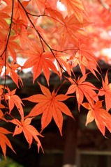 大門寺　紅葉